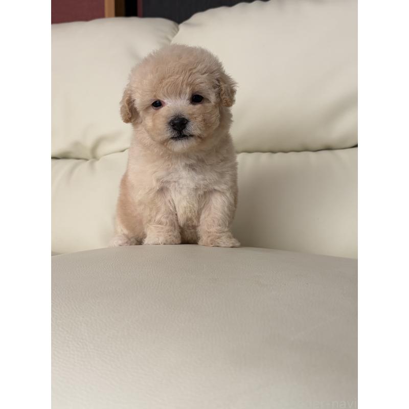 成約済の滋賀県のビションプー:ビションフリーゼ×トイプードル-445331の8枚目