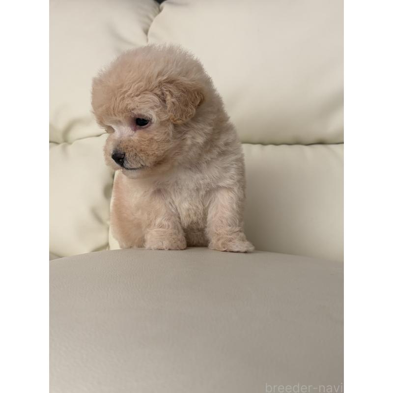 成約済の滋賀県のビションプー:ビションフリーゼ×トイプードル-445331の7枚目