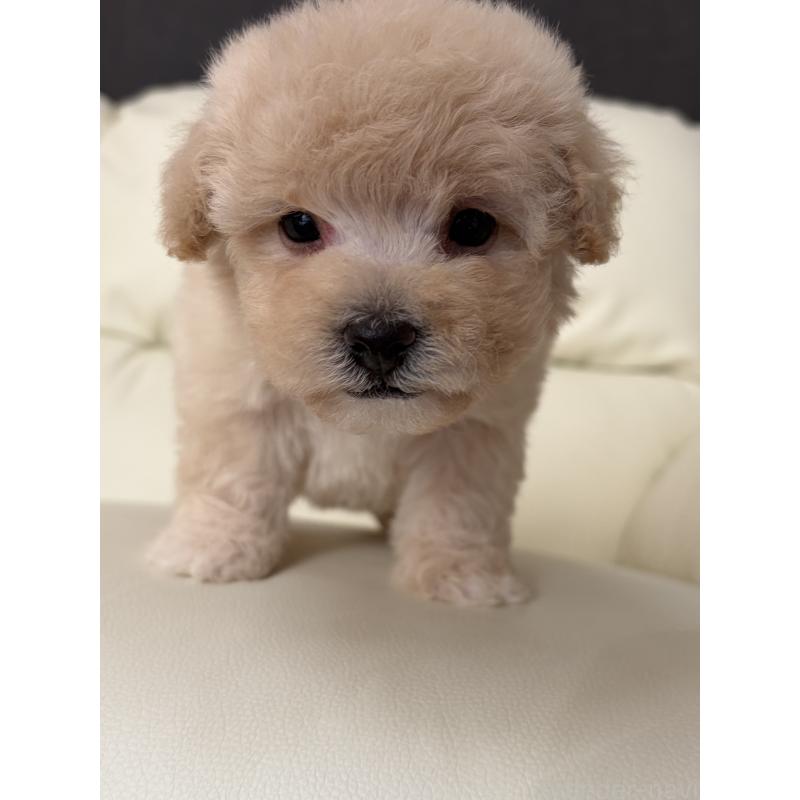 成約済の滋賀県のビションプー:ビションフリーゼ×トイプードル-445331の6枚目