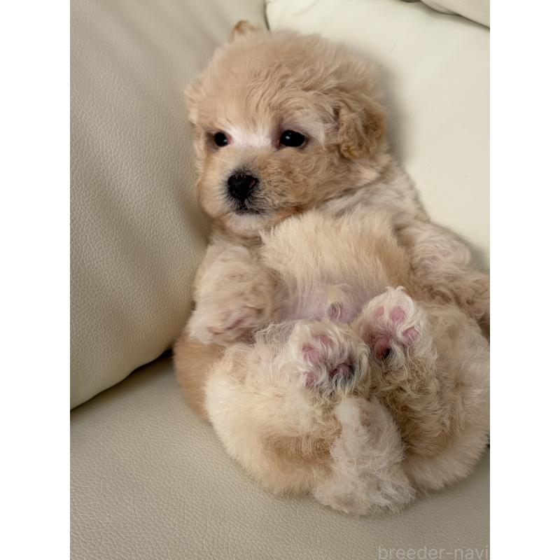 成約済の滋賀県のビションプー:ビションフリーゼ×トイプードル-445331の4枚目