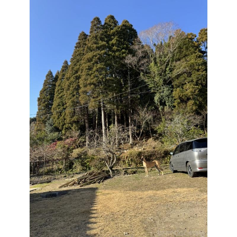 宮川香苗ブリーダーの詳細