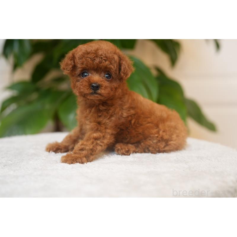 成約済の神奈川県のティーカッププードル-446856の6枚目