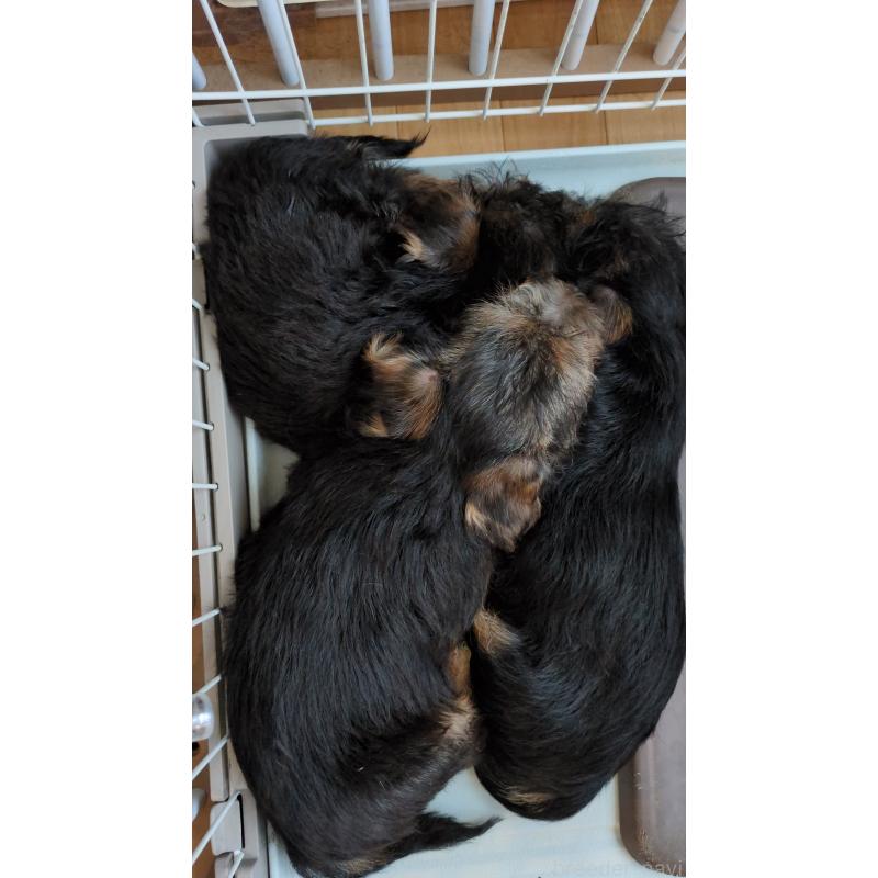 販売中の岩手県のノーフォークテリア-441298の2枚目