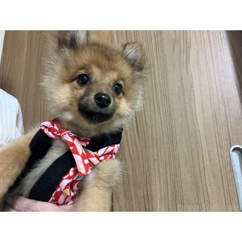 販売中の埼玉県のミックス犬-433367の5枚目