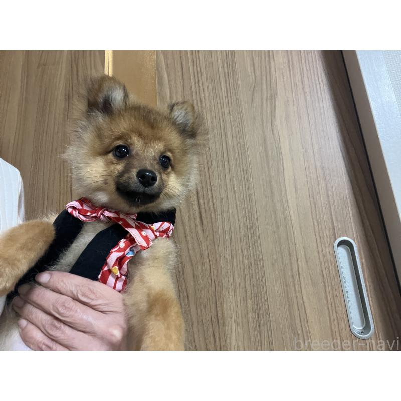販売中の埼玉県のミックス犬-433367の4枚目