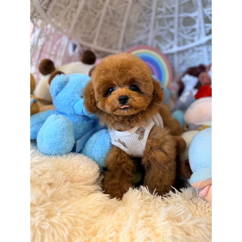 販売中の山形県のトイプードル-434132の3枚目