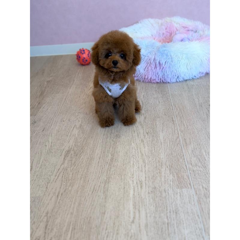 販売中の山形県のトイプードル-434132の2枚目