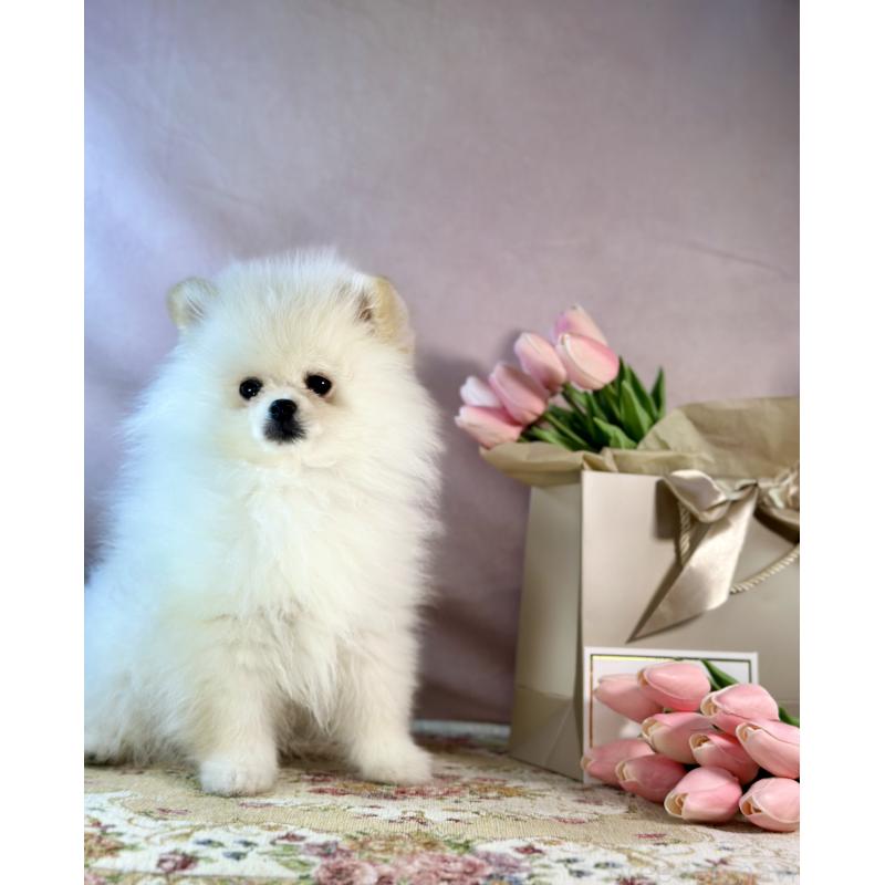 販売中の京都府のポメラニアン-437553の17枚目