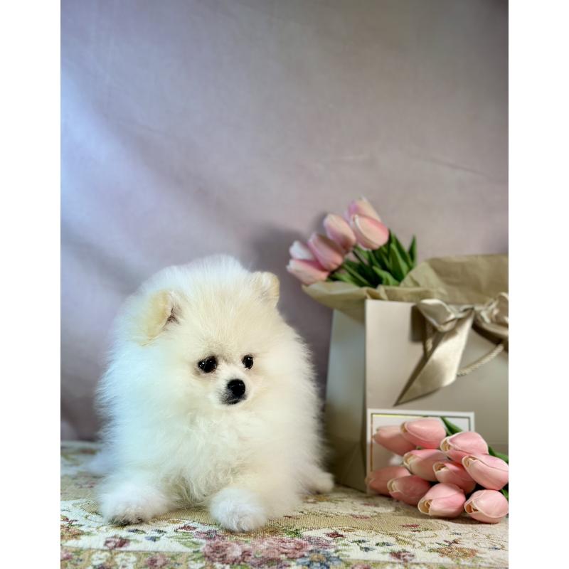 販売中の京都府のポメラニアン-437553の16枚目