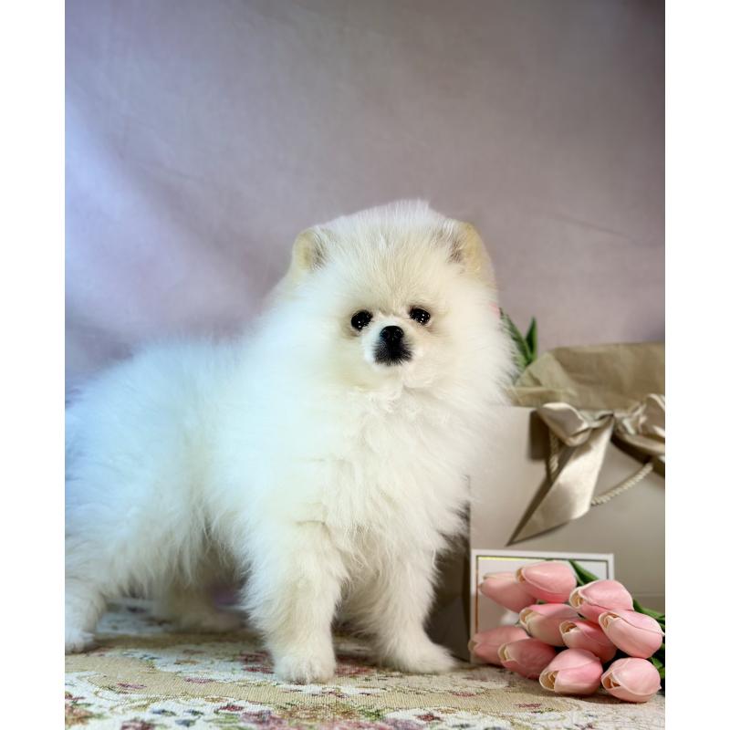 販売中の京都府のポメラニアン-437553の15枚目