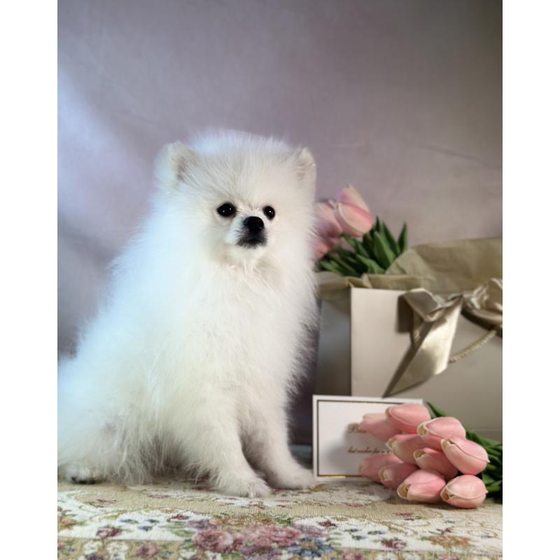 販売中の京都府のポメラニアン-441842の16枚目