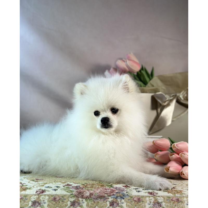 販売中の京都府のポメラニアン-441842の14枚目