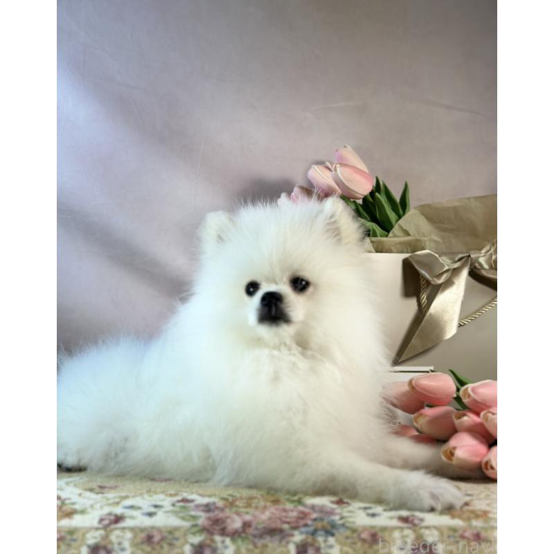 販売中の京都府のポメラニアン-441842の13枚目