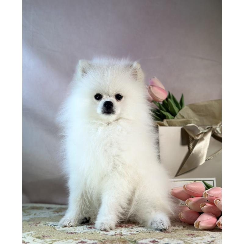 販売中の京都府のポメラニアン-441842の12枚目