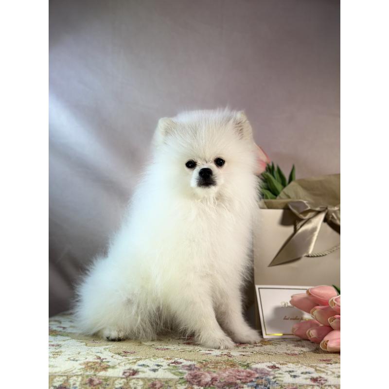 販売中の京都府のポメラニアン-441842の11枚目