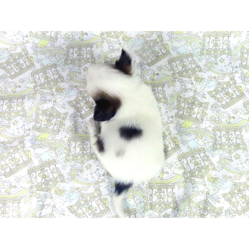 成約済の千葉県のパピヨン-445637の10枚目