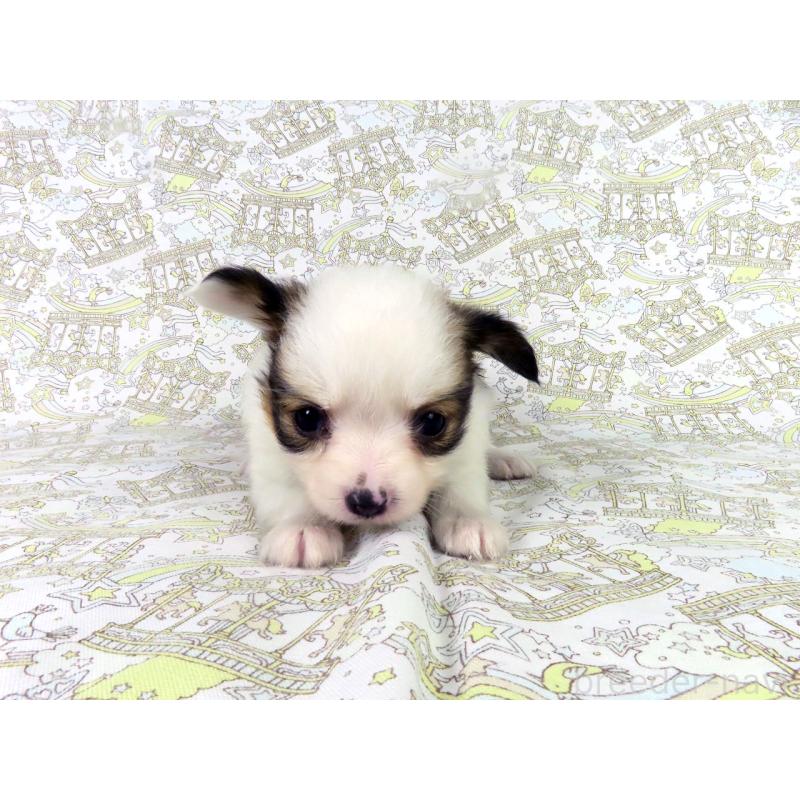 成約済の千葉県のパピヨン-445637の8枚目