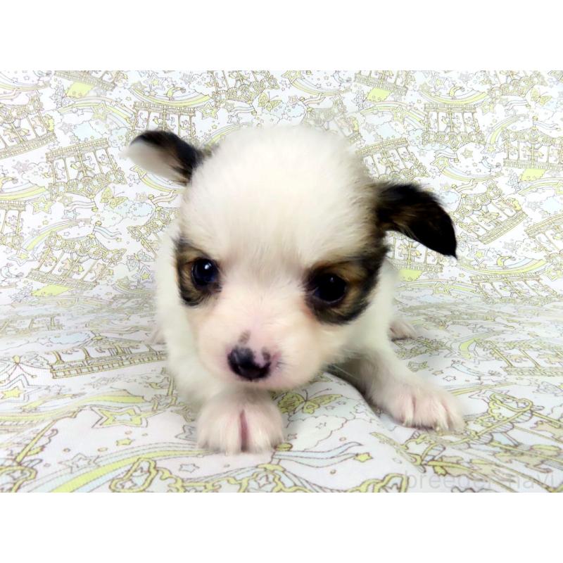 成約済の千葉県のパピヨン-445637の7枚目