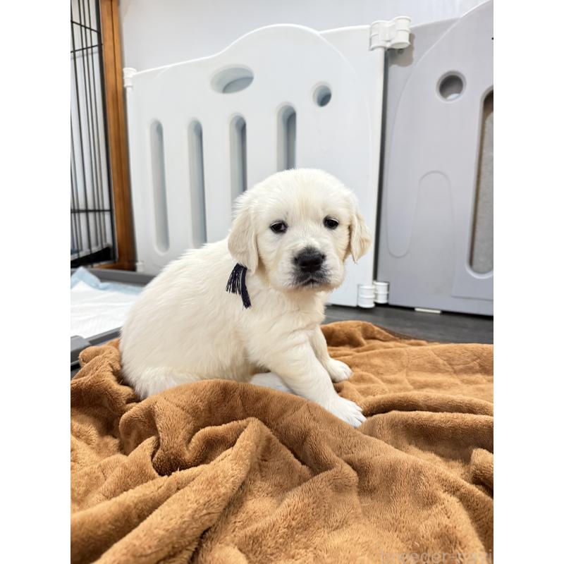 成約済の兵庫県のゴールデンレトリーバー-444283の3枚目