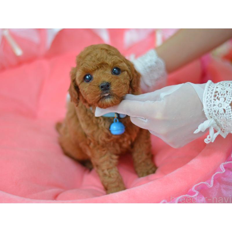 成約済の埼玉県のタイニープードル-442957の7枚目