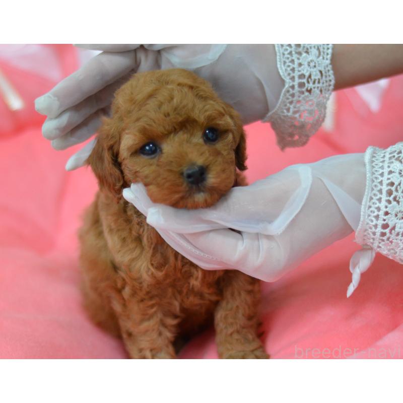 成約済の埼玉県のタイニープードル-442957の6枚目