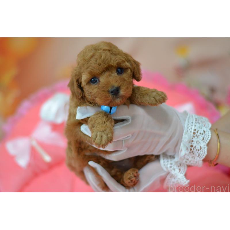 成約済の埼玉県のタイニープードル-442957の4枚目