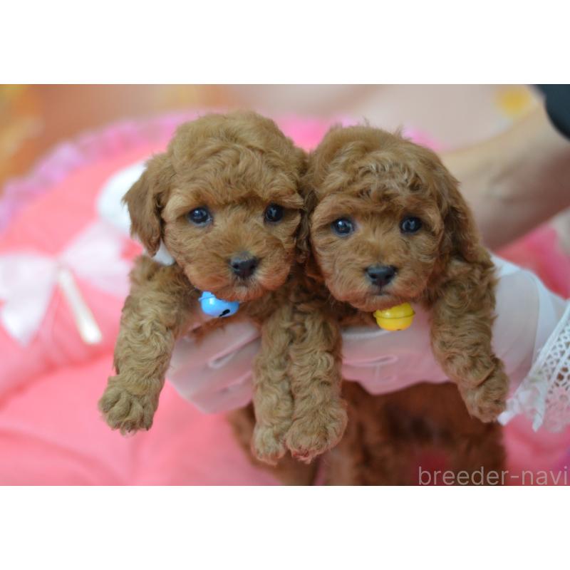 成約済の埼玉県のタイニープードル-442957の3枚目