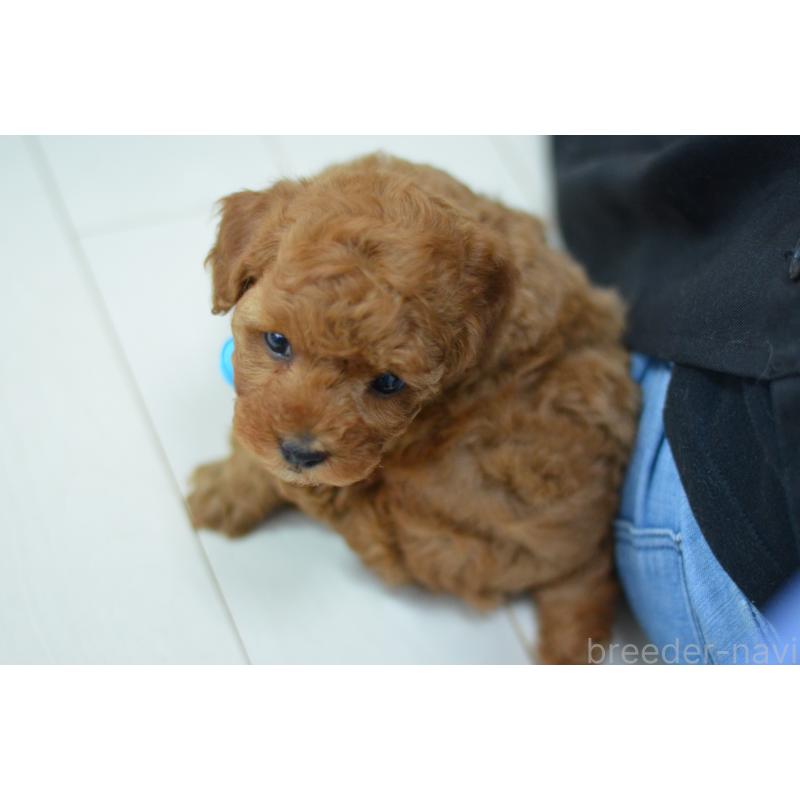 成約済の埼玉県のタイニープードル-442957の2枚目