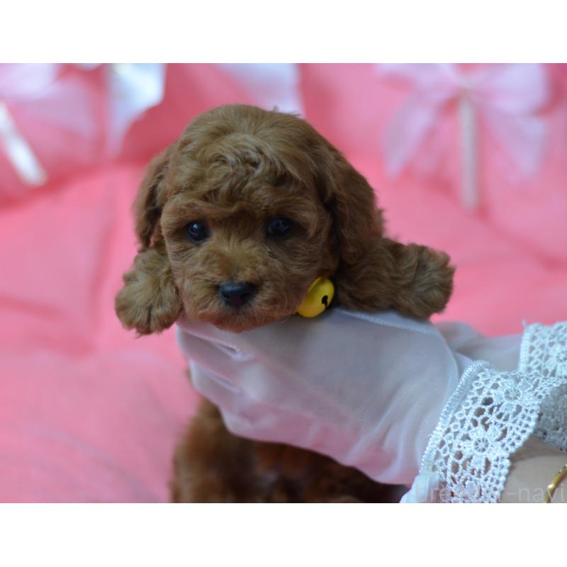 成約済の埼玉県のタイニープードル-443093の12枚目