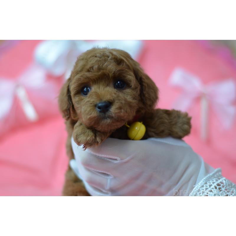 成約済の埼玉県のタイニープードル-443093の11枚目