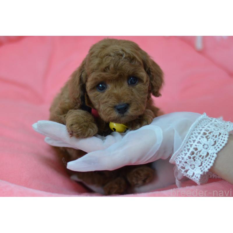 成約済の埼玉県のタイニープードル-443093の9枚目