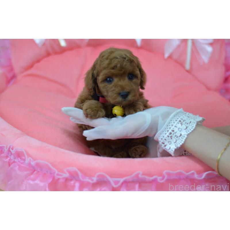 成約済の埼玉県のタイニープードル-443093の8枚目