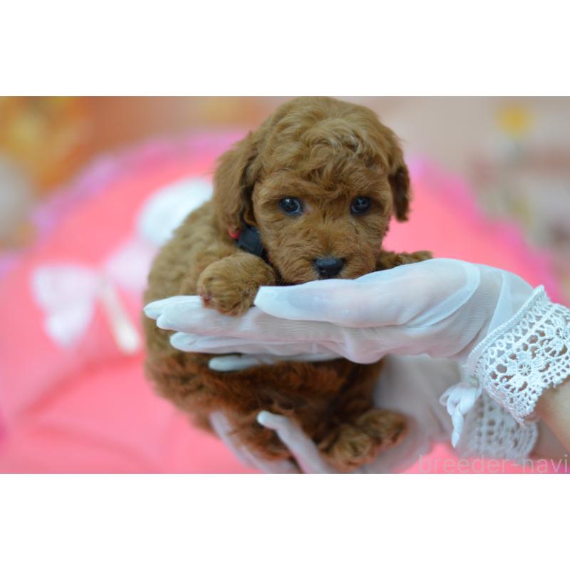 成約済の埼玉県のタイニープードル-443093の7枚目