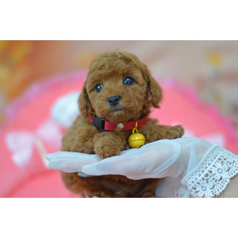 成約済の埼玉県のタイニープードル-443093の6枚目