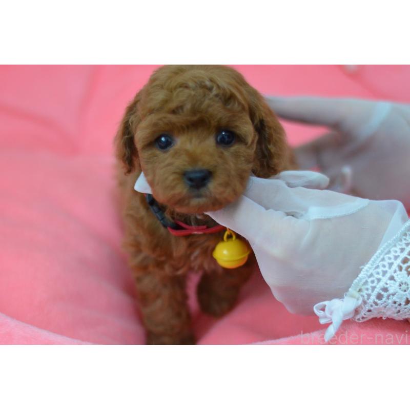 成約済の埼玉県のタイニープードル-443093の5枚目