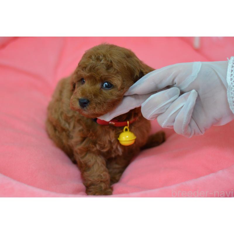 成約済の埼玉県のタイニープードル-443093の4枚目