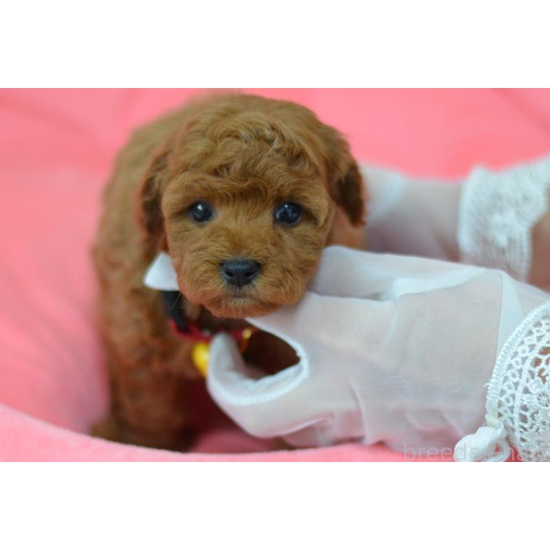 成約済の埼玉県のタイニープードル-443093の2枚目