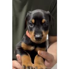 ♀︎ドーベルマン