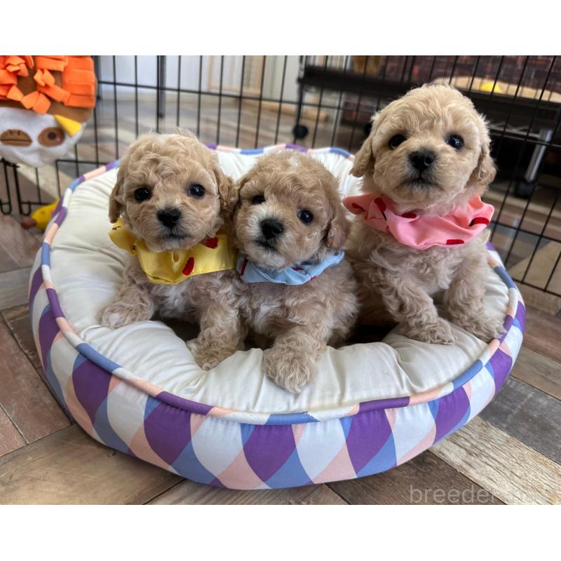 亀田泰菜ブリーダーの詳細