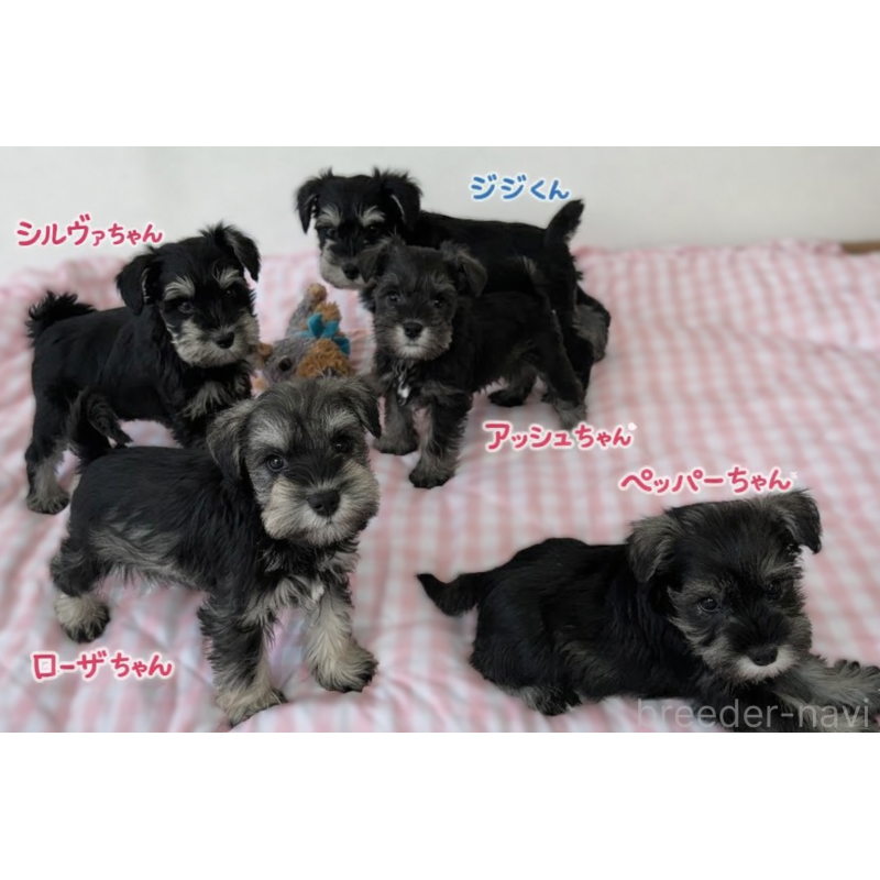 商談中の栃木県のミニチュアシュナウザー-442586の6枚目