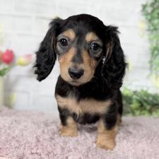 ♀︎ミニチュアダックスフンド(ロングヘアード)