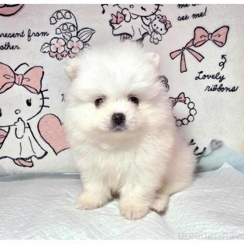 白ポメ（白のポメラニアン）の子犬を探す｜ブリーダーナビ