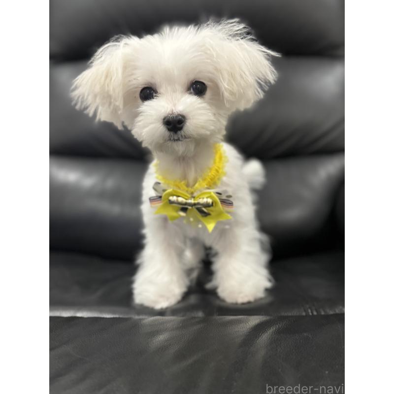 販売中の埼玉県のマルチーズ-427172の4枚目