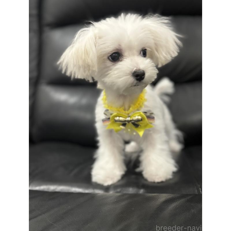 販売中の埼玉県のマルチーズ-427172の3枚目