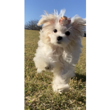 林道代ブリーダー