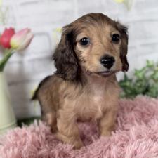 ♀︎ミニチュアダックスフンド(ロングヘアード)