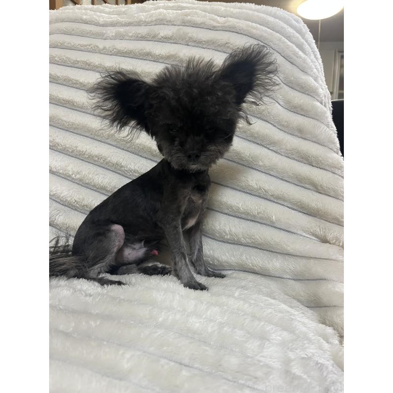 販売中の愛知県のチワプー:チワワ×トイプードル-413333の9枚目