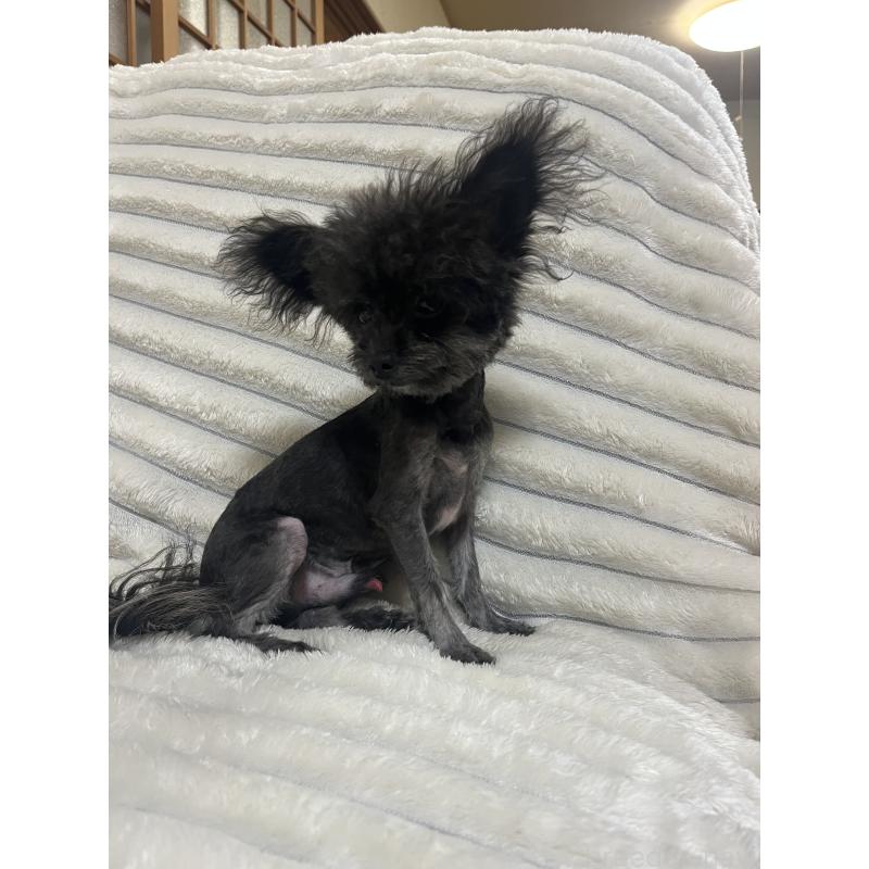 販売中の愛知県のチワプー:チワワ×トイプードル-413333の8枚目