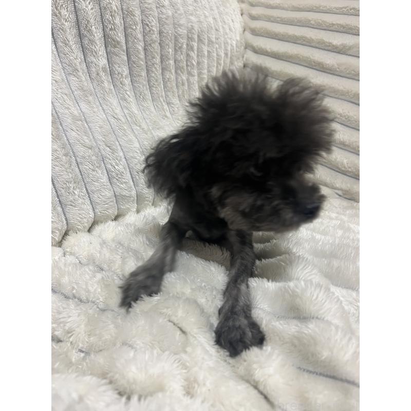 販売中の愛知県のチワプー:チワワ×トイプードル-413333の7枚目