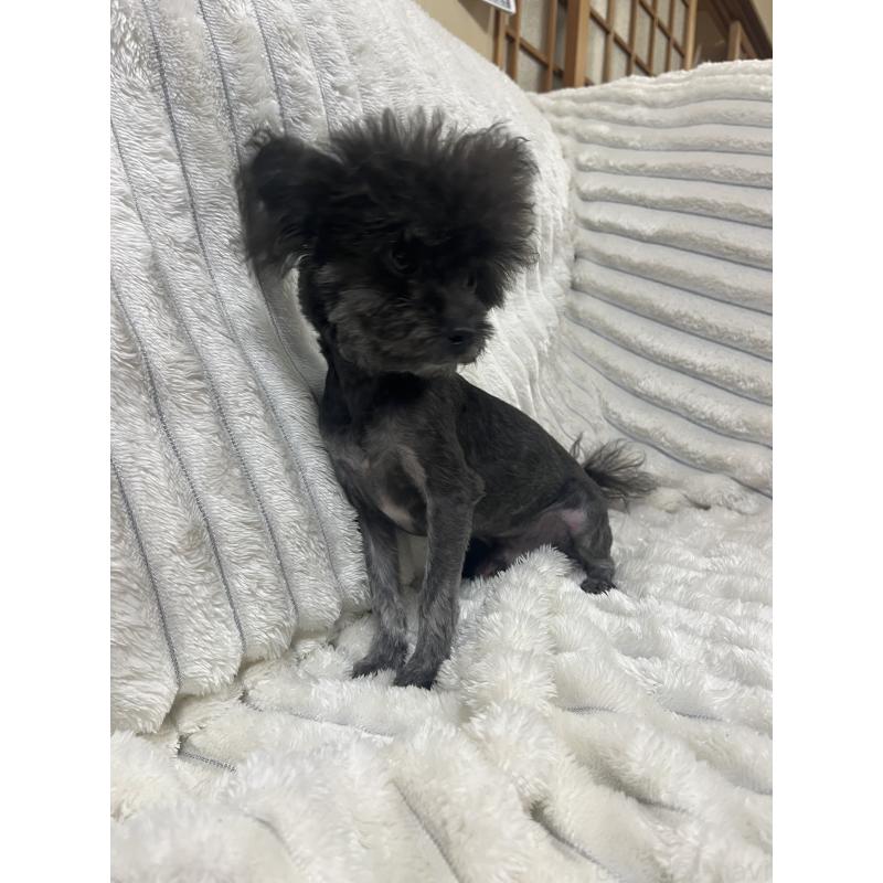 販売中の愛知県のチワプー:チワワ×トイプードル-413333の6枚目